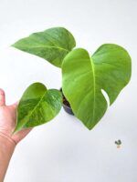 5 Plants Monstera Green on Green Variegated - Image 3