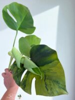 5 Plants Monstera Green on Green Variegated - Image 2