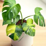 Monstera Green on Green Variegated