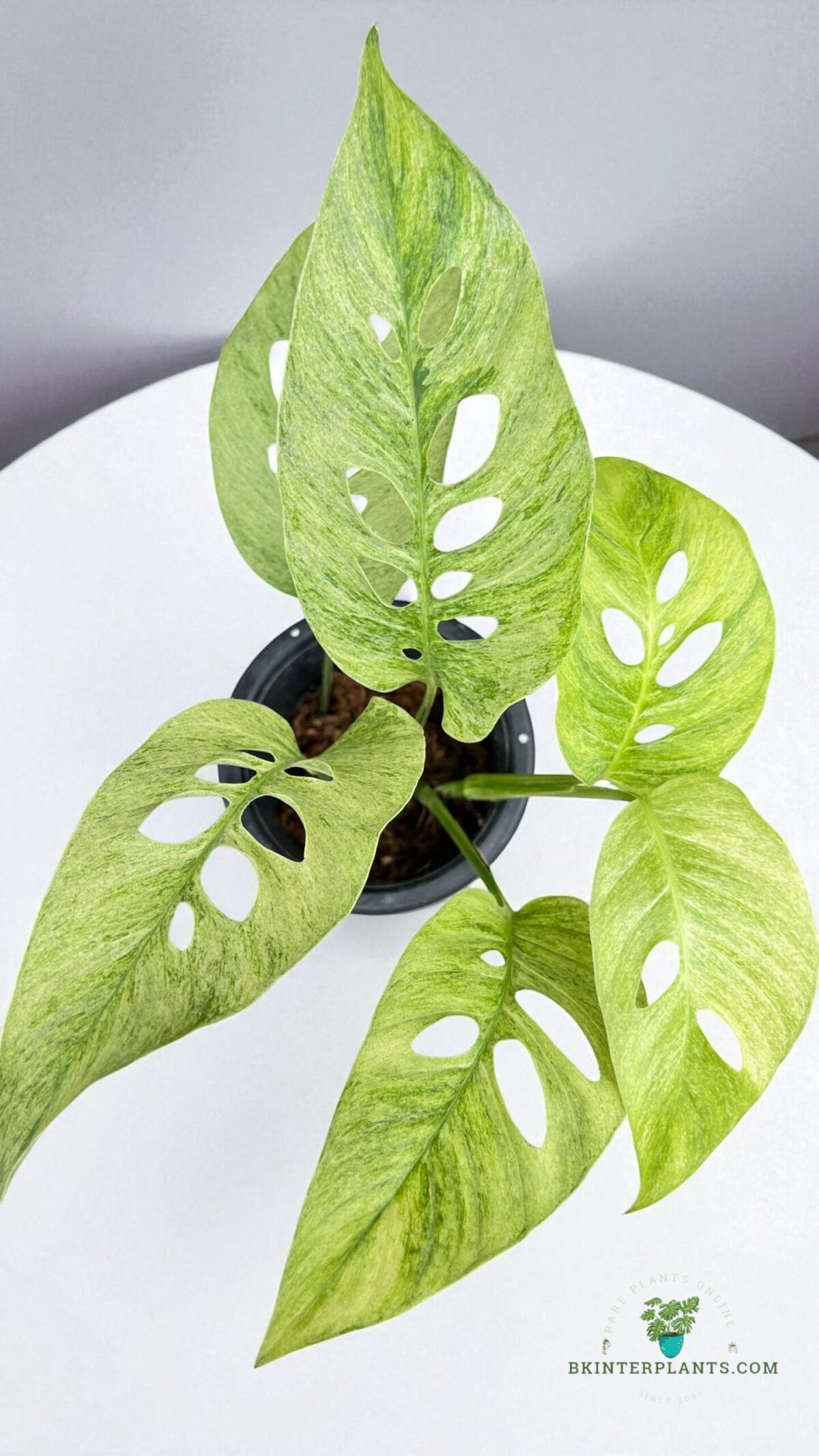 Monstera Laniata Mint Variegated - Image 4