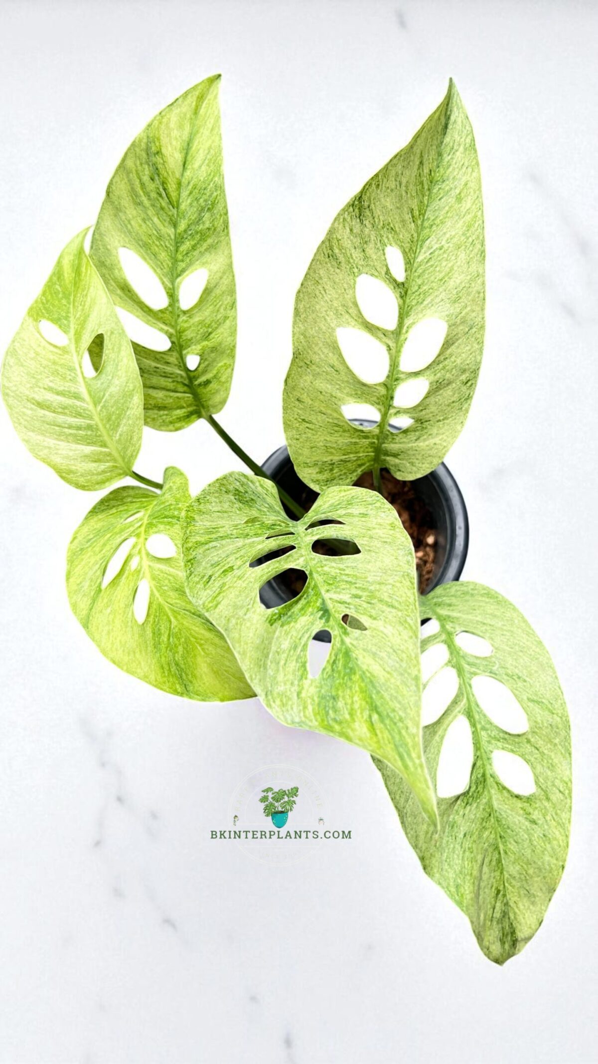 Monstera Laniata Mint Variegated - Image 5