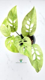 Monstera Laniata Mint Variegated - Image 5