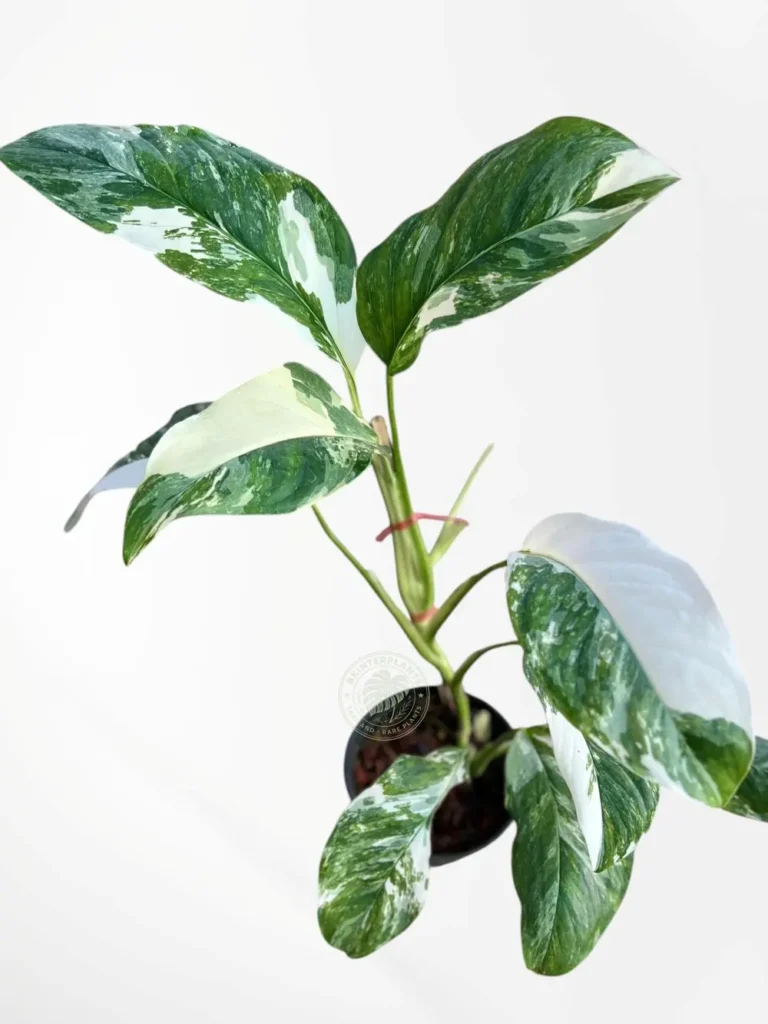 Rare Monstera Lechleriana Variegated for sale with white marble fenestrated leaves