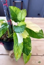 Monstera Obliqua Mayuna Variegated