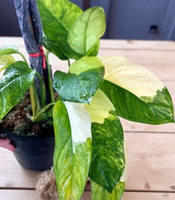 Monstera Obliqua Mayuna Variegated with delicate lacy variegated leaves