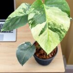 Monstera Mint Variegated