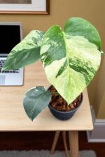 Monstera Mint Variegated