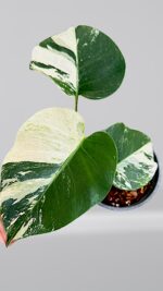 Monstera Mint Variegated - Image 2