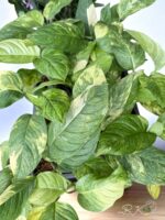 5 Plants Monstera Obliqua Mayuna Variegated - Image 5