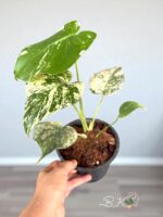 Monstera Deliciosa Silver Star with rare silver variegated fenestrated leaves