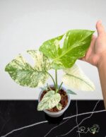 Monstera Deliciosa Silver Star Variegated - Image 2