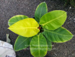 Philodendron Moonlight Leaf - Image 3