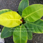 Philodendron Moonlight Leaf