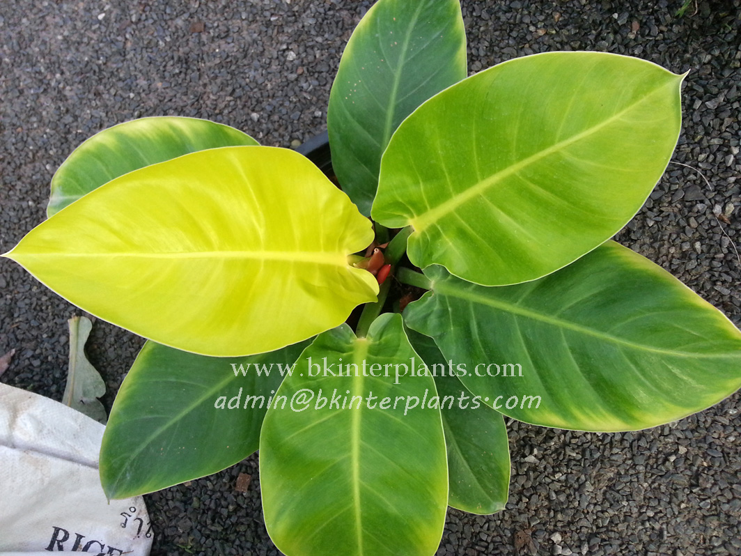 ø; Philodendron Moonlight Leaf - Image 1