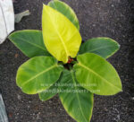 Philodendron Moonlight Leaf - Image 2
