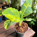 Musa 'Hom Khae' Variegated or Drafted Sapientum L. Variegated