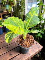 Musa 'Hom Khae' Variegated or Drafted Sapientum L. Variegated