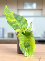 Musa 'Hom Khae' Variegated or Drafted Sapientum L. Variegated - Image 5