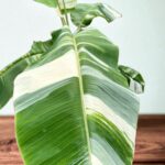 Musa Kluai Numwa Pakchong 50 Variegated