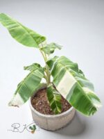 Musa Kluai Numwa Pakchong 50 Variegated - Image 2