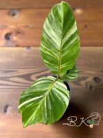 Musa Kluai Numwa Pakchong 50 Variegated - Image 3