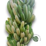 Musa Banana Cavendish Variegated