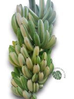 Musa Banana Cavendish Variegated