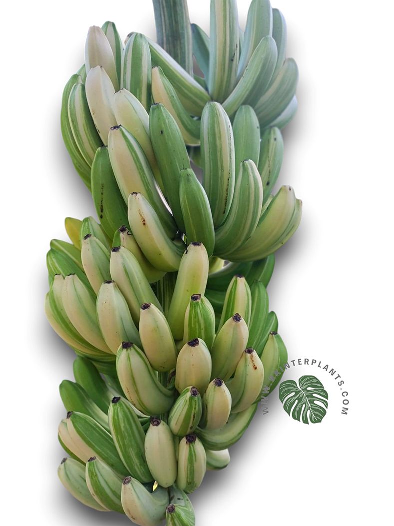 musa-sapientum-inn-cavendish-banana.jpg Musa Banana Cavendish Variegated - Image 1