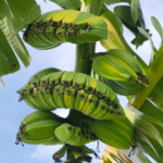 Musa Banana " Thepanom Variegated "