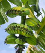 Musa Banana " Thepanom Variegated "