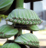 Musa Banana " Thepanom " - Image 2