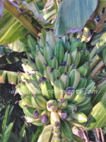 Musa Banana " Chaing Rai Variegated " - Image 6