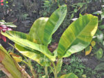 Musa Banana " Chaing Rai Variegated " - Image 4
