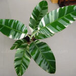 5 Plants Musa Banana Florida Variegated