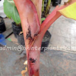 Musa Banana " Siam Red "