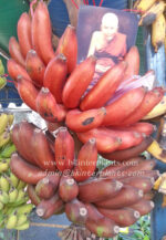 Musa Banana " KLUAI HOM NARK  " - Image 2