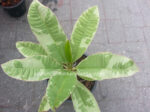 Plumeria " Nam Wan Variegated " - Image 3