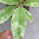 Plumeria " Nam Wan Variegated "