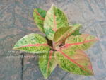 AGLAONEMA " Nasutus " - Image 2