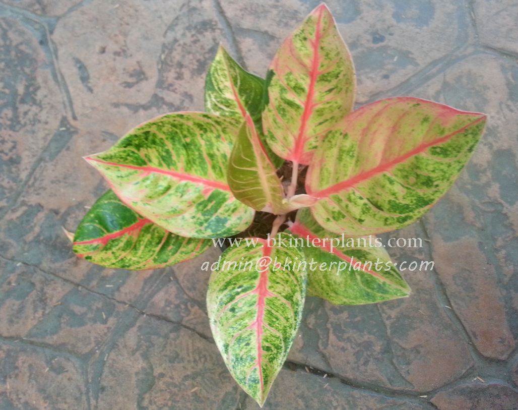 ø; AGLAONEMA " Nasutus " - Image 1