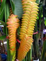 Heliconia "  ORANGE HUNDRED LEAF " - Image 2