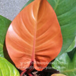 Philodendron Prince of Orange