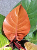 Philodendron Prince of Orange