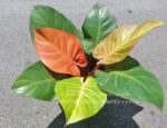 Philodendron Prince of Orange - Image 2