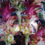 3 Bulbs " Ornamental Hemp "