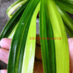 Pandanaceae Pandom Vangi Variegated