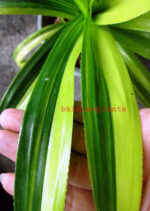 Pandanaceae Pandom Vangi Variegated