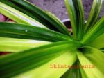 Pandanaceae Pandom Vangi Variegated - Image 2