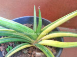 Sansevieria " PATENS Yellow Vareigated "