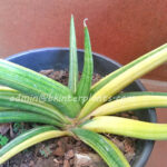 Sansevieria " PATENS Yellow Vareigated "
